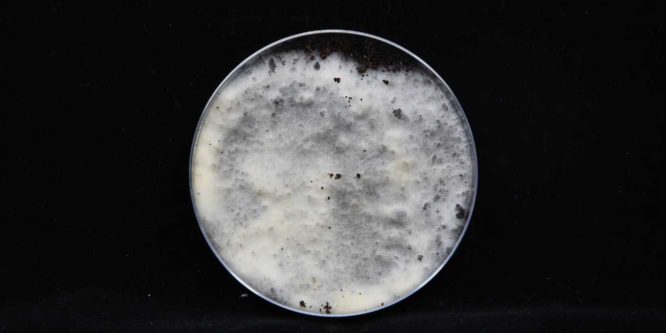 Fungal Art Project - Tiziano Derme & Nadine Schütz