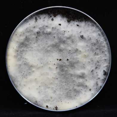 Fungal Art Project - Tiziano Derme & Nadine Schütz